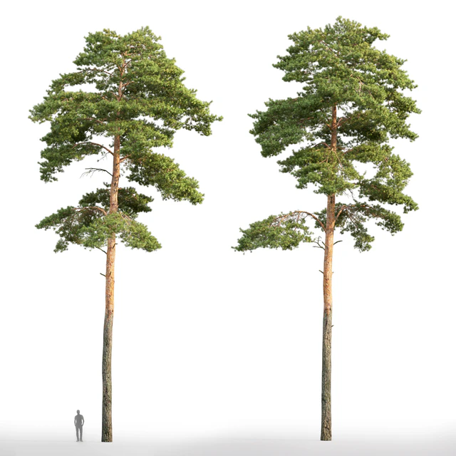Pine — Descargar