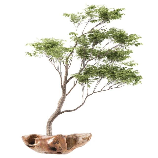 bonsai5 — Descargar