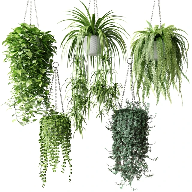 Ampel plants in white wicker pots — Descargar