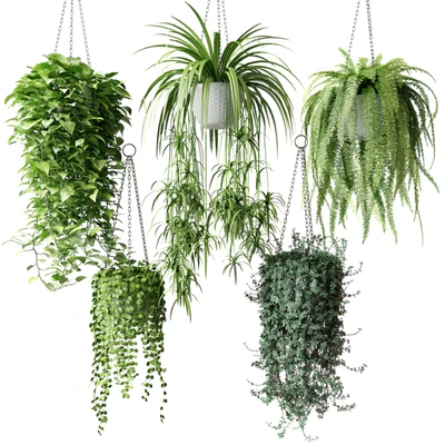 Ampel plants in white wicker pots — Ver 1