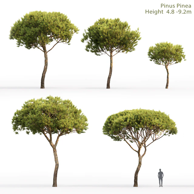 Pine — Descargar