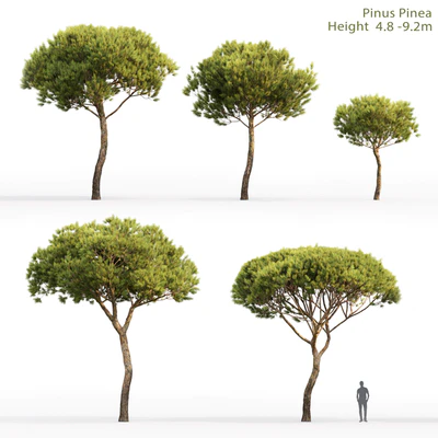 Pine — Ver 1
