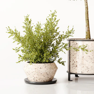 Indoor Plant 017 — Ver 2