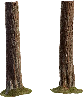 pine tree trunk 001 — Descargar