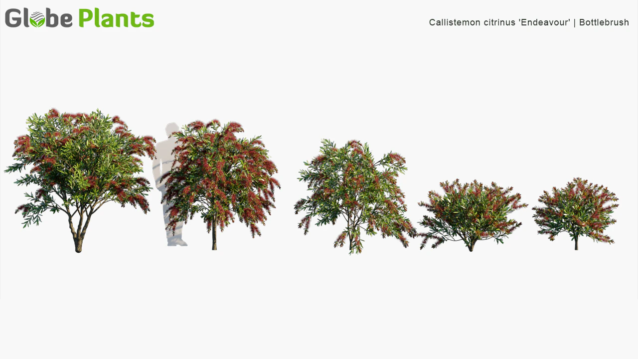 callistemon endeavour — Скачать