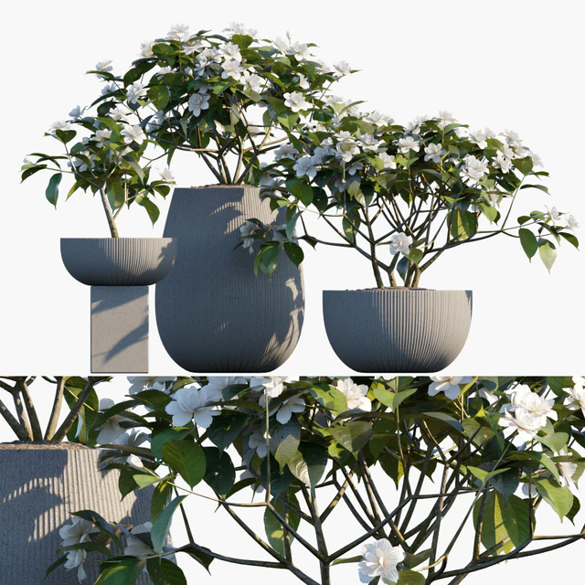 Plant in pots #48 : Gardenia jasminoides — Скачать