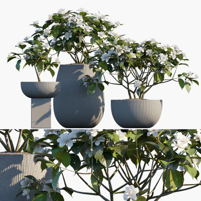 Plant in pots #48 : Gardenia jasminoides — Вид 1