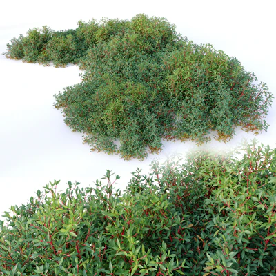 Drimys lanceolata — Вид 3