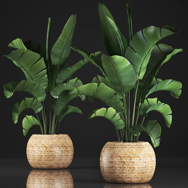 Plant collection 345. Banana palm. Basket, rattan, indoor banana, strelitzia, eco design, bush — Descargar