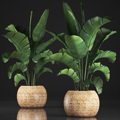 Plant collection 345. Banana palm. Basket, rattan, indoor banana, strelitzia, eco design, bush — Ver 1