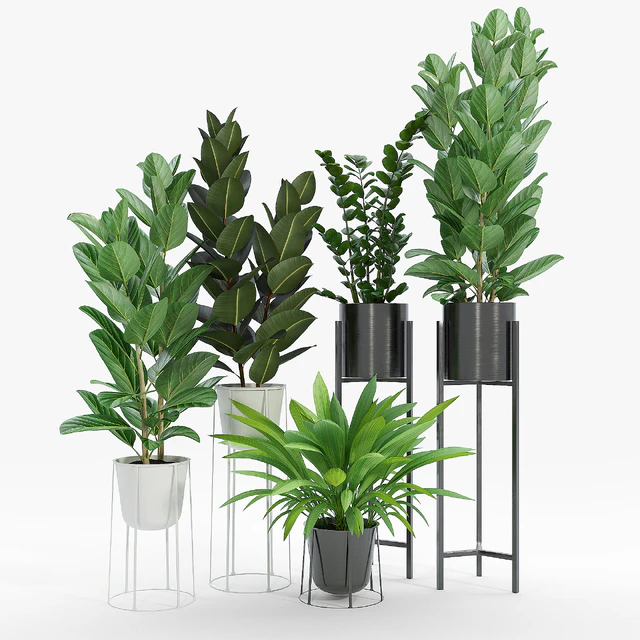 Set Ficus — Скачать