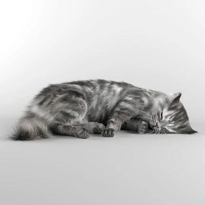 CAT — Ver 1