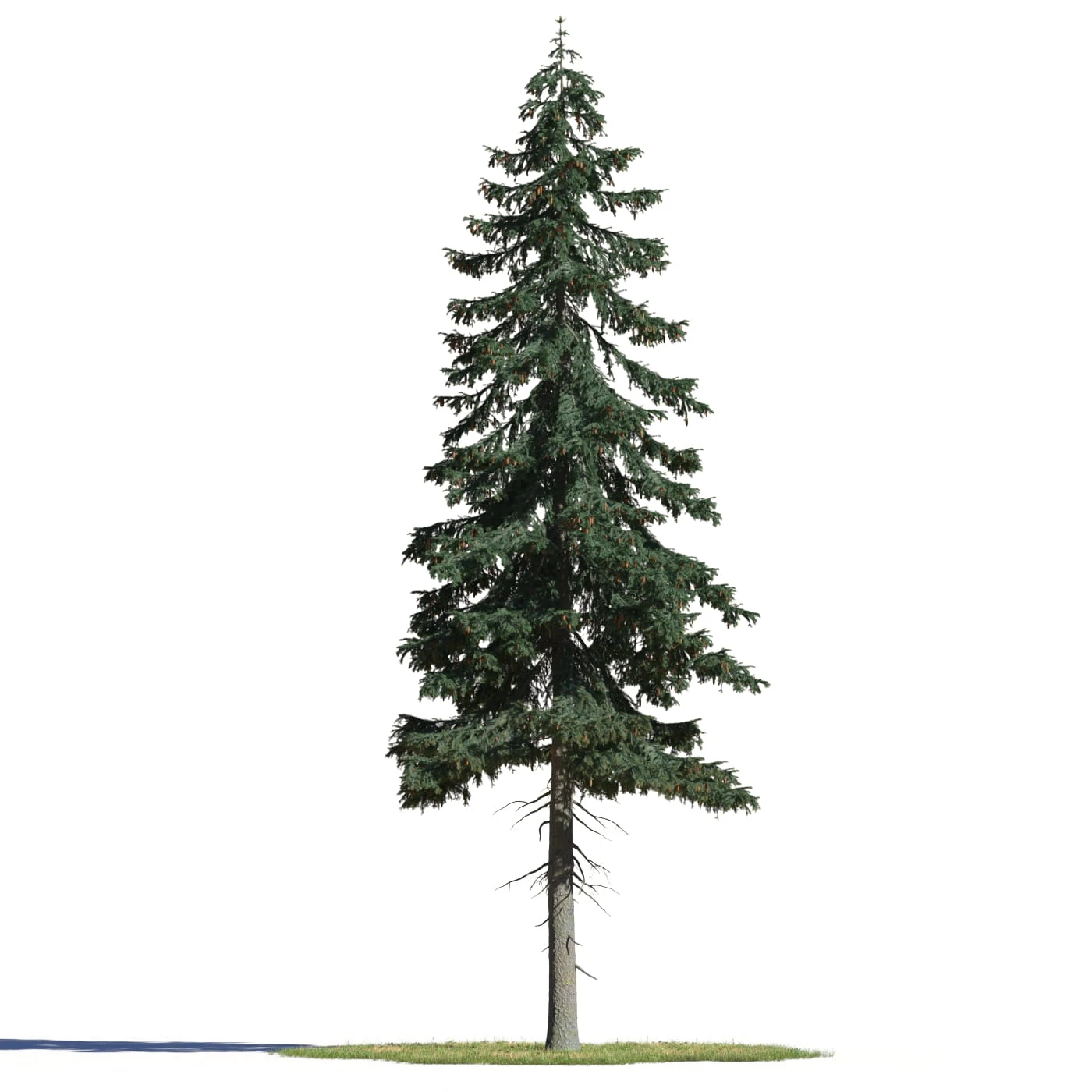 coniferous trees 008 — Скачать