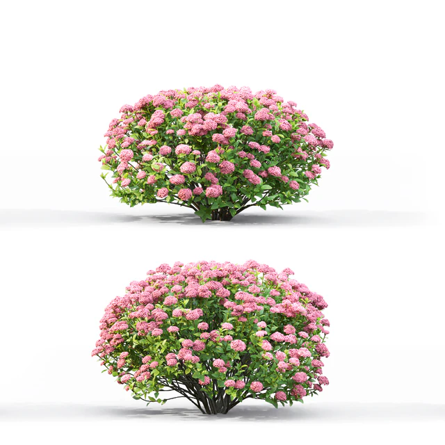 Spiraea — Скачать