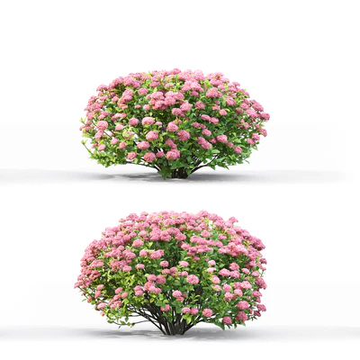 Spiraea — Вид 3