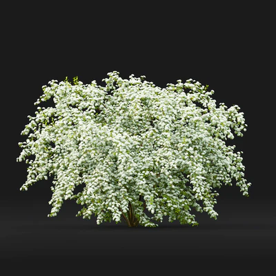 Spiraea Vanhouttei — Вид 4