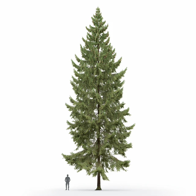 Spruce — Скачать