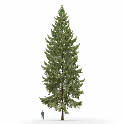 Spruce — Вид 2