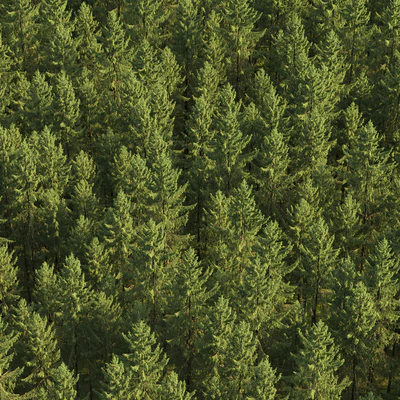 Spruce — Вид 4