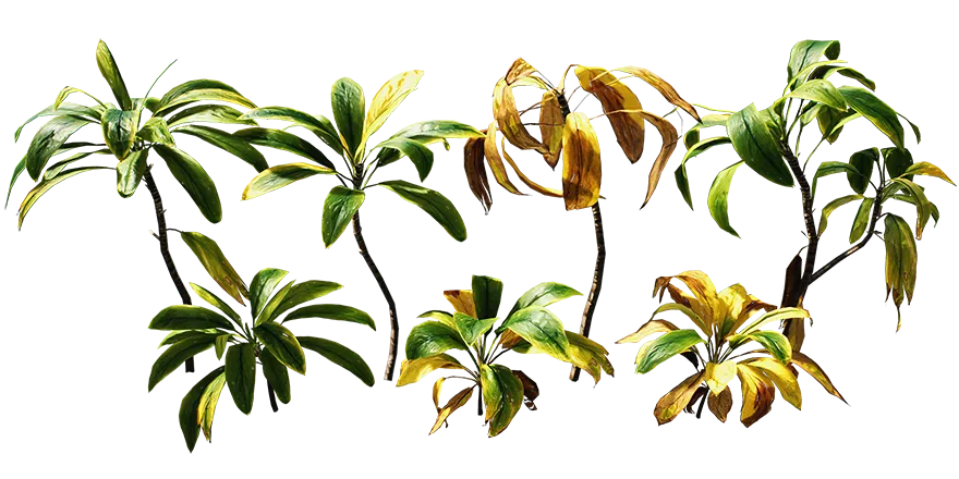 cordyline 001 — Descargar