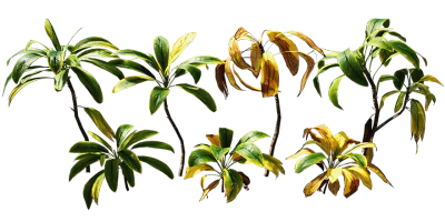 cordyline 001 — Descargar