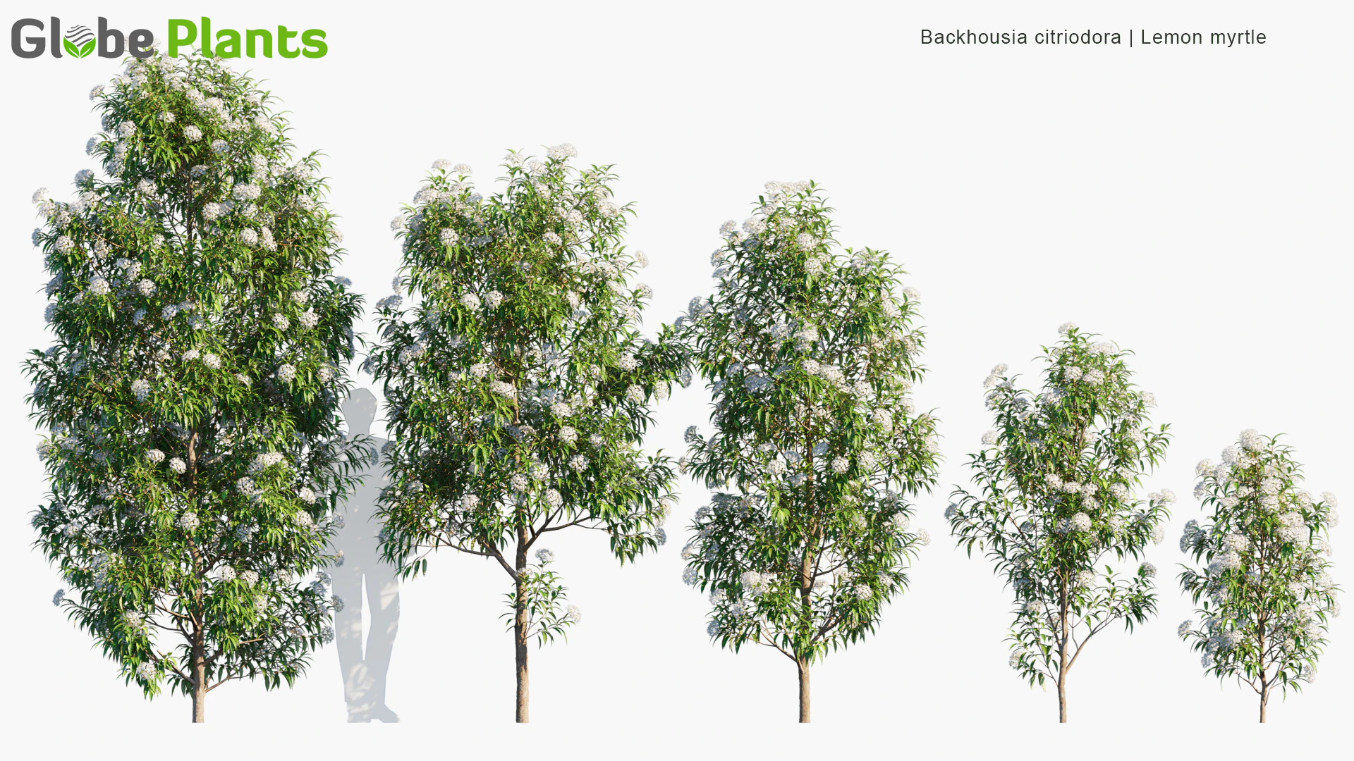 backhousia citriodora — Download