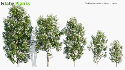 backhousia citriodora — download