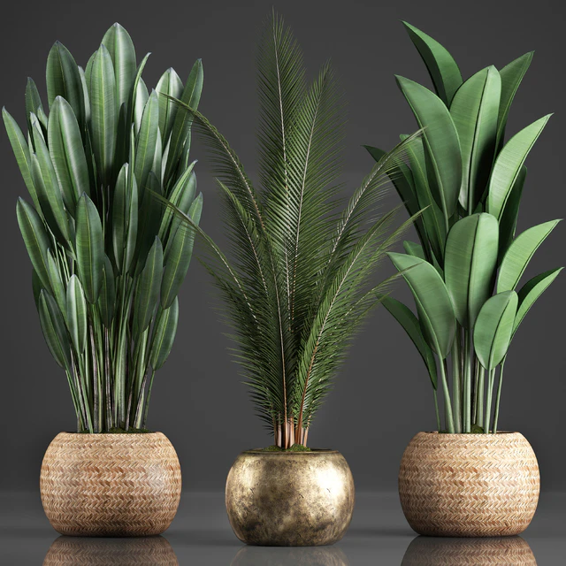 Коллекция растений 360. Банан, кокосовая пальма, стрелитция, корзина, ротанг, интерьерные растения, стрелиция, эко дизайн — Скачать