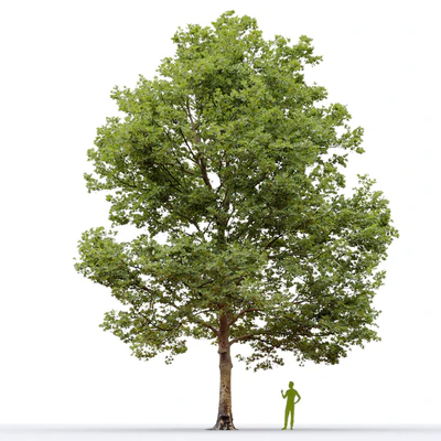 Plane-tree / Sycamore / Platanus #13 — Ver 7