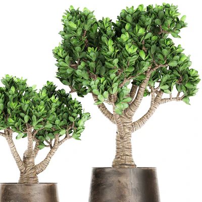 Collection of plants in metal pots with flower Crassula. Set 930. — Ver 4