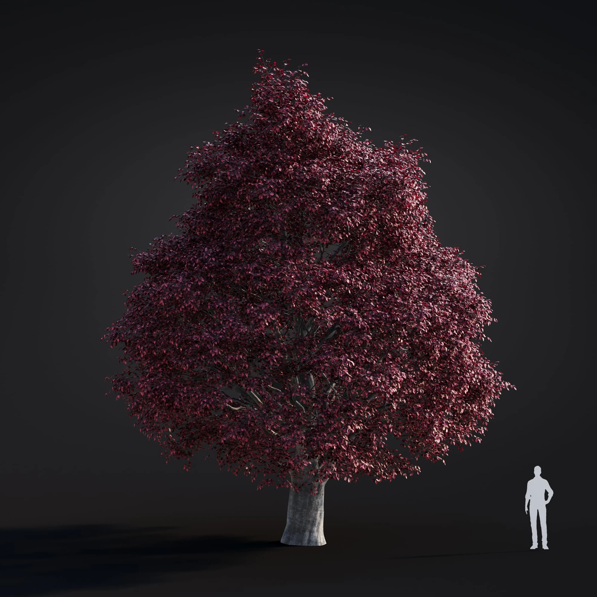 040 tricolor beech — Скачать