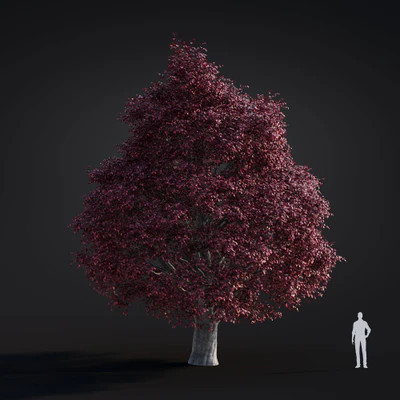 040 tricolor beech — Скачать