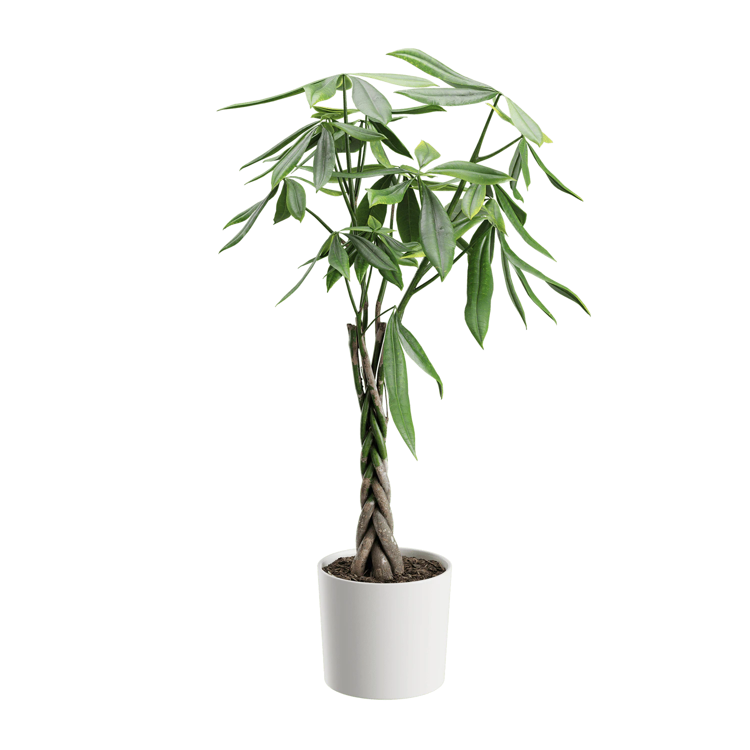 plant money tree — Скачать