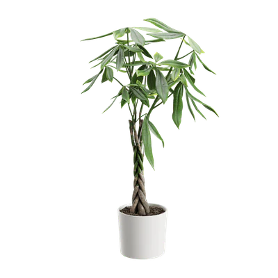 plant money tree — Скачать