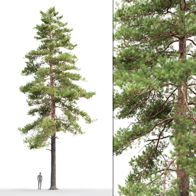 Pine — Ver 1