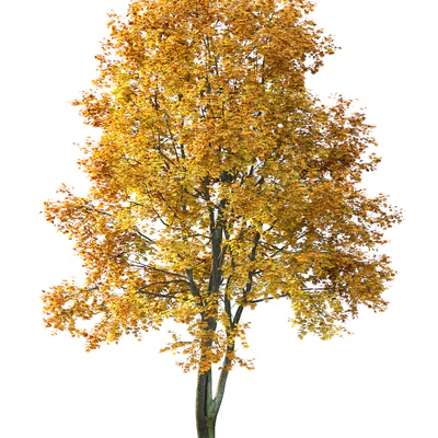 Maple — Вид 2