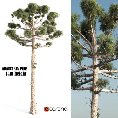 ARAUCARIA PINE-corona — descargar
