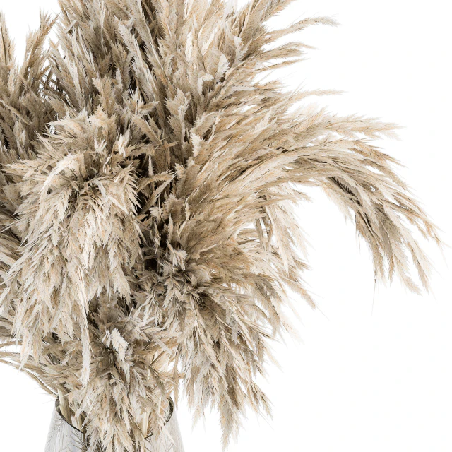 Dry plants 47 - Dried Plant Pampas Bouquet — Скачать