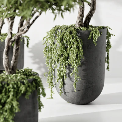 Indoor Plant — Вид 5