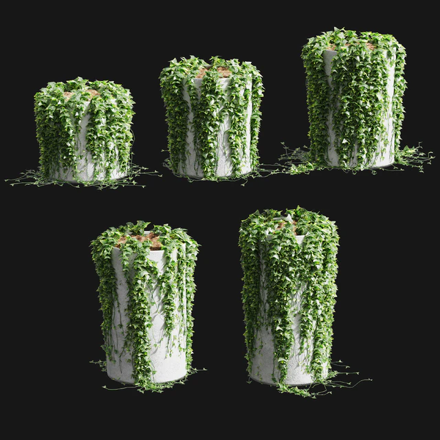 Ivy in round tubs. 5 models — Descargar