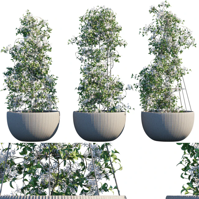 Plant in pots #15 — Скачать