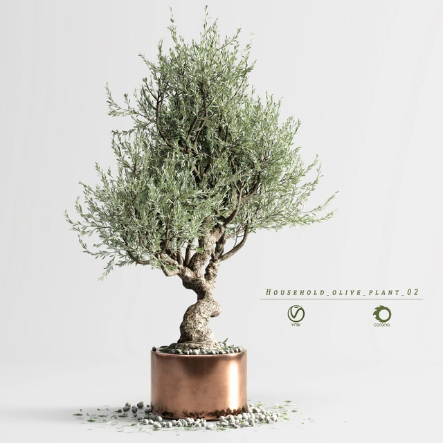 Household olive plant 02 — Скачать