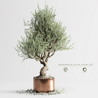 Household olive plant 02 — Вид 4