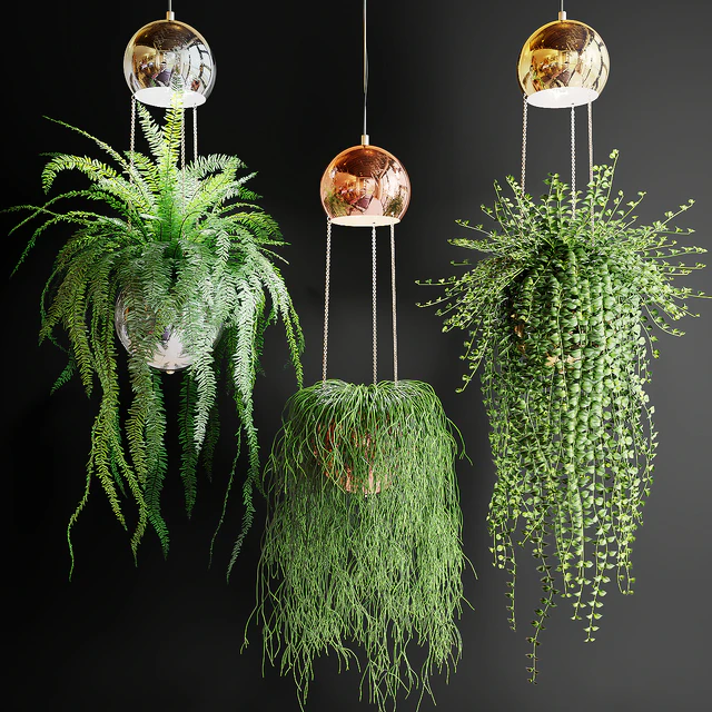Ampel plants in pots with lamps — Descargar