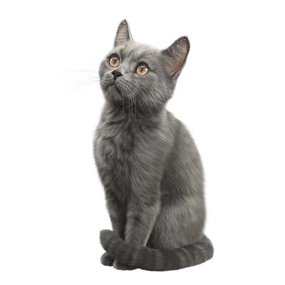 CAT FEDOR Corona — Ver 1
