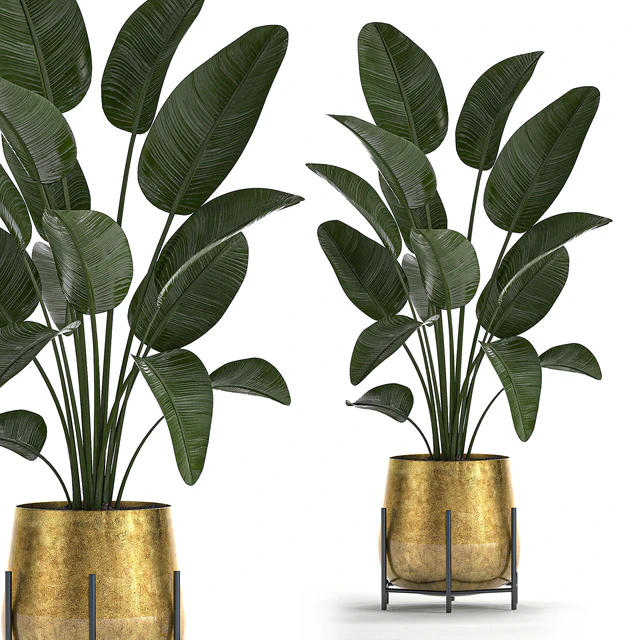 Collection of plants in luxury gold pots on legs with Monstera, Banana, rapeseed, dracaena, cactus, luxury decor. Set 546. — Descargar