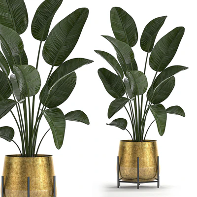 Collection of plants in luxury gold pots on legs with Monstera, Banana, rapeseed, dracaena, cactus, luxury decor. Set 546. — Ver 5