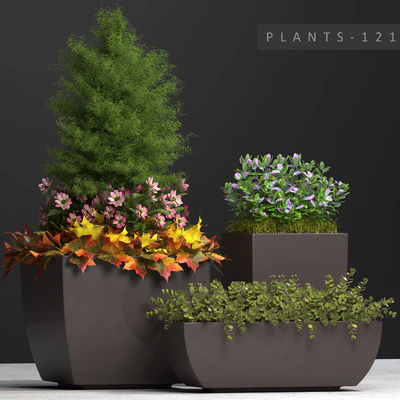 PLANTS 121 — Ver 1