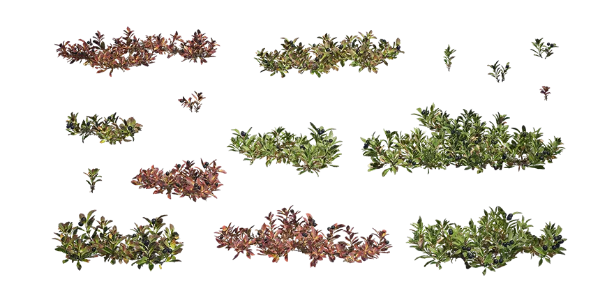 alpine bearberry 001 — Descargar