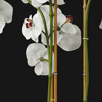 Orchid 11 — Ver 2